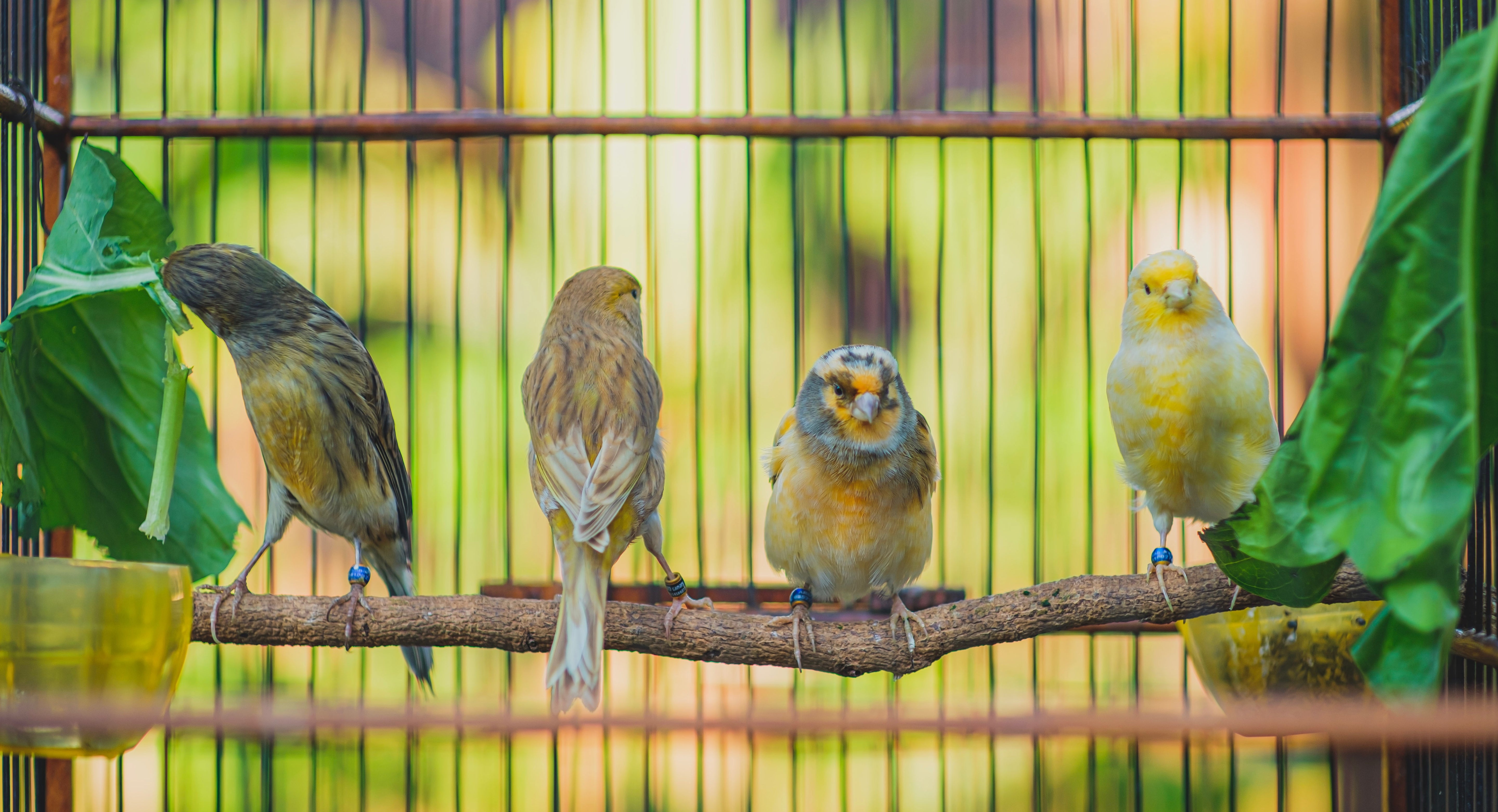 Vogelspeelgoed: Stimuleer Intelligentie en Plezier